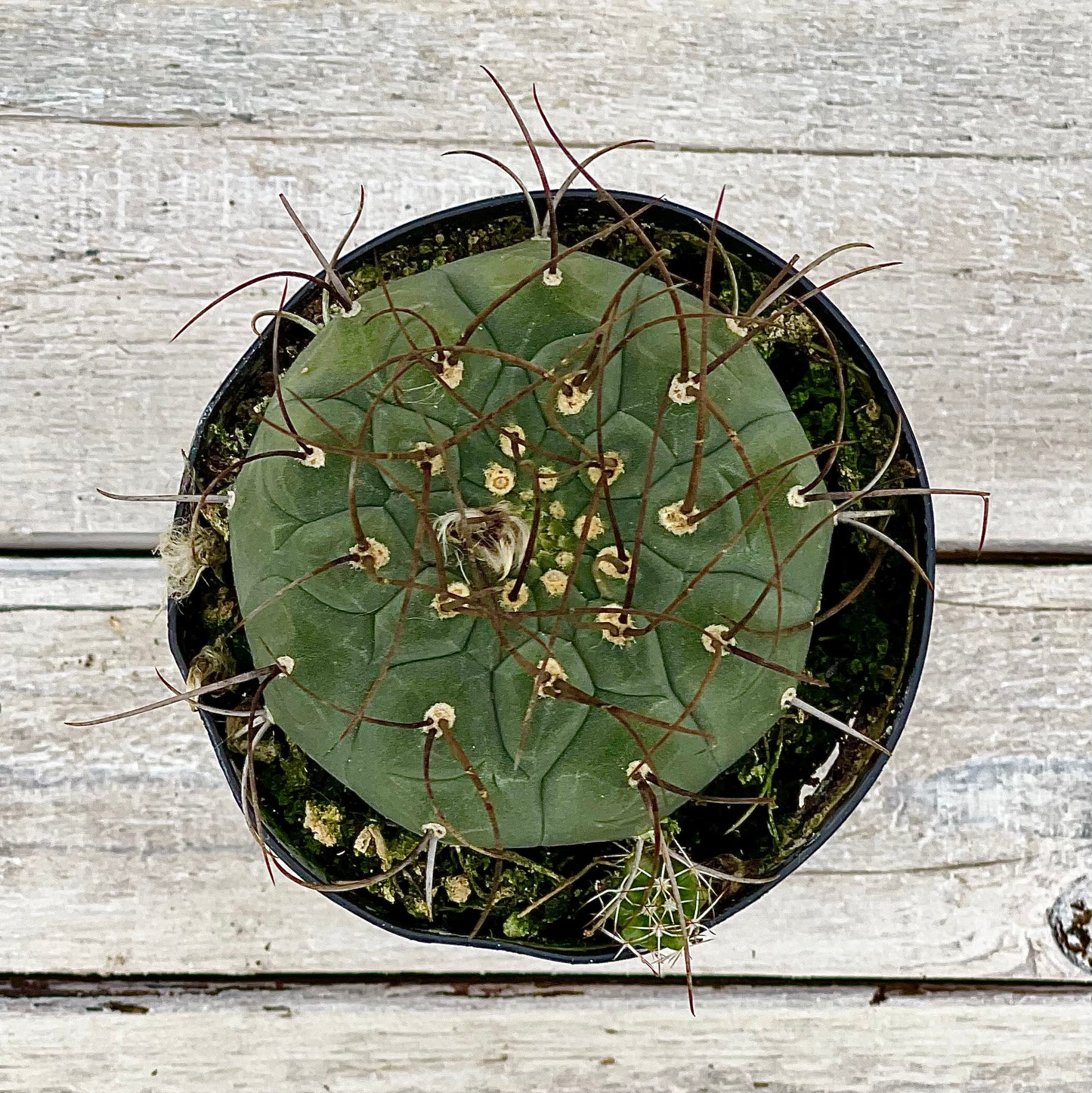 Cacti Gymnocalycium saglione