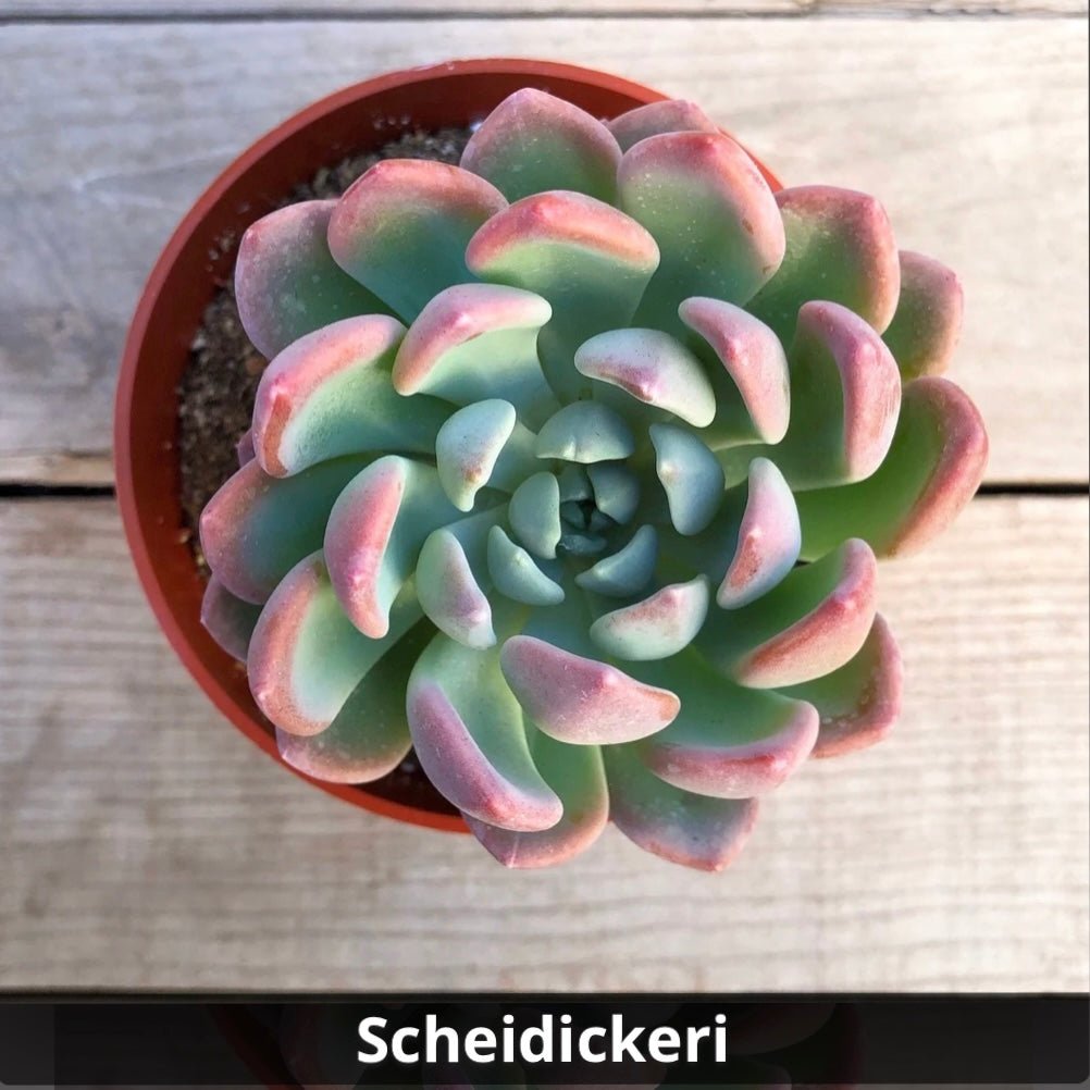 jeweled crown succulent Pachyveria 'Scheideckeri' (Jeweled Crown) 4”