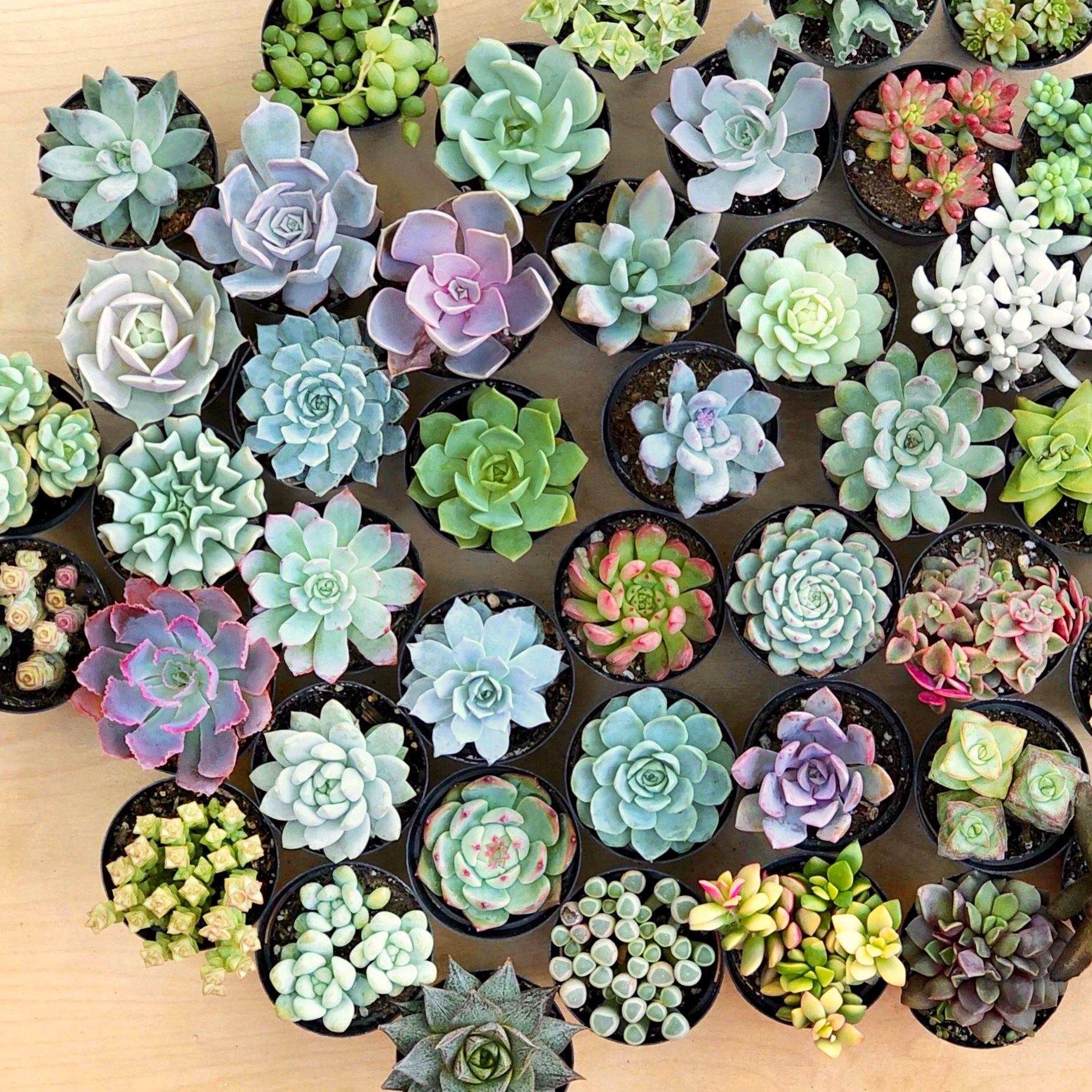 grow a succulent kit DIY Planting Kit: Grow & Glow