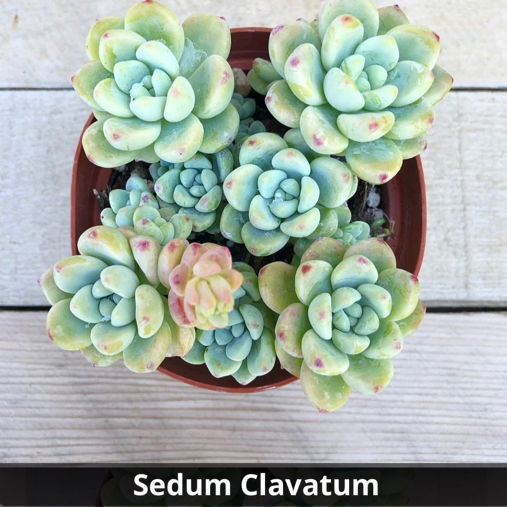 Sedum clavatum 4” - Succulent Artworks