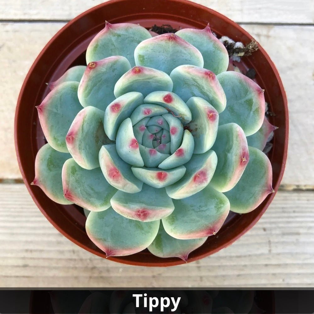 Echeveria ’Tippy’ 4” - Succulent Artworks