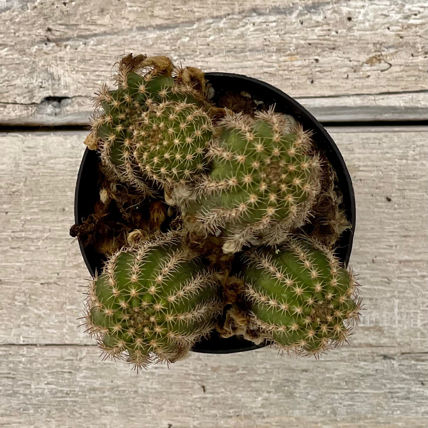 Cacti Echinopsis Hybrid 'Rose Quartz'