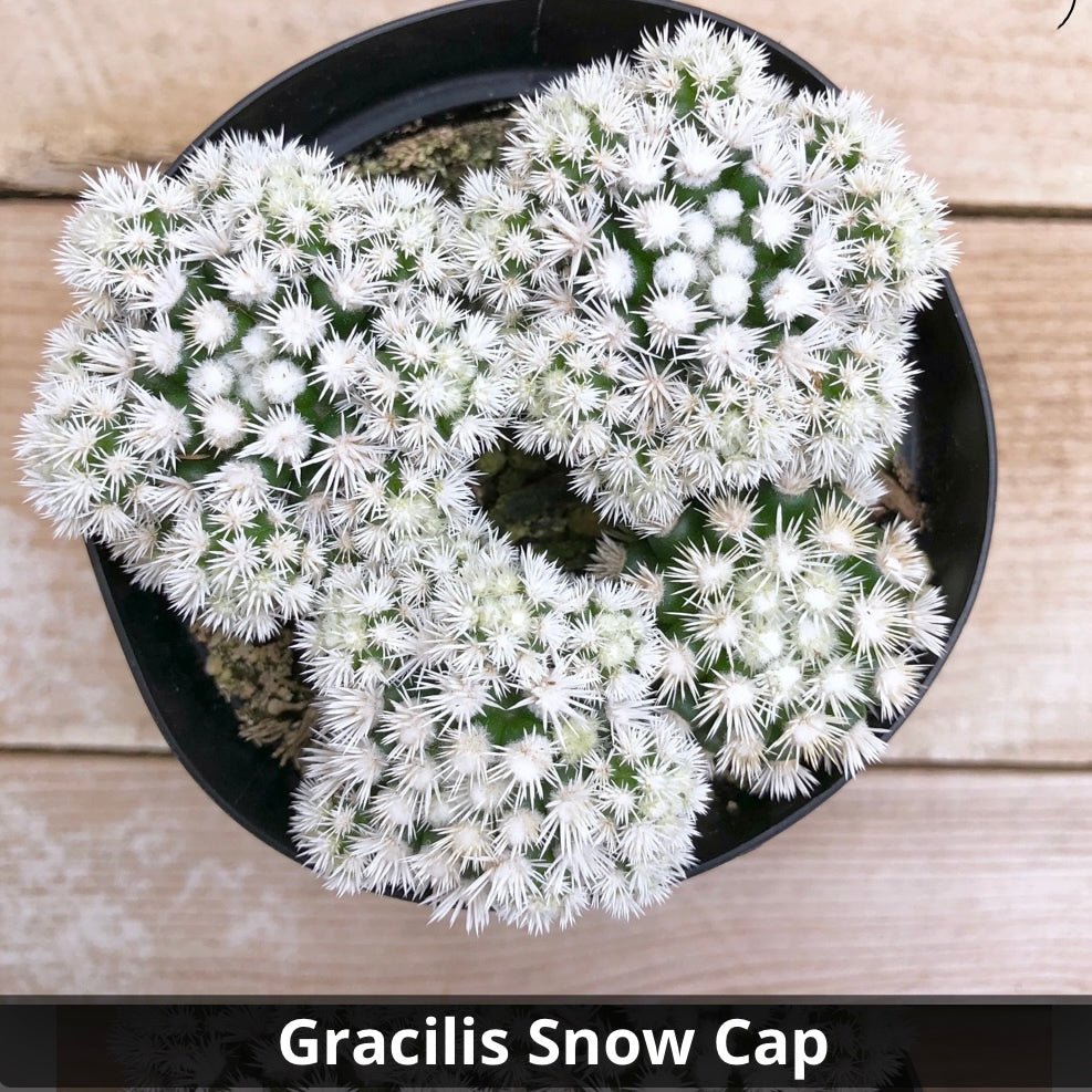 Mammillaria gracilis fragilis monstrose 'Arizona Snowcap' 4” - Succulent Artworks