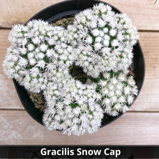 Mammillaria gracilis fragilis monstrose 'Arizona Snowcap' 4”