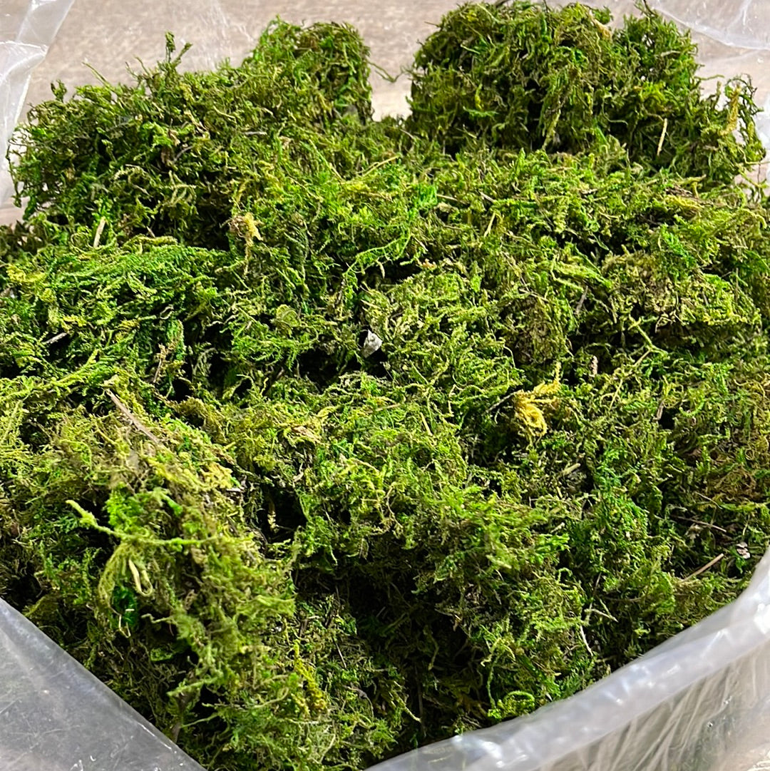 Sphagnum Moss for Plants - Foliage Factory Online