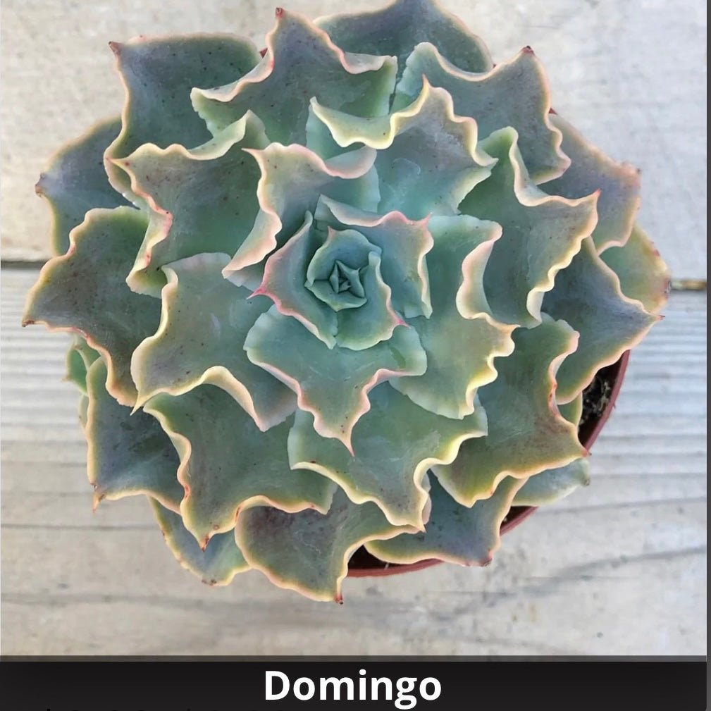 domingo succulent Echeveria 'Domingo' 4”
