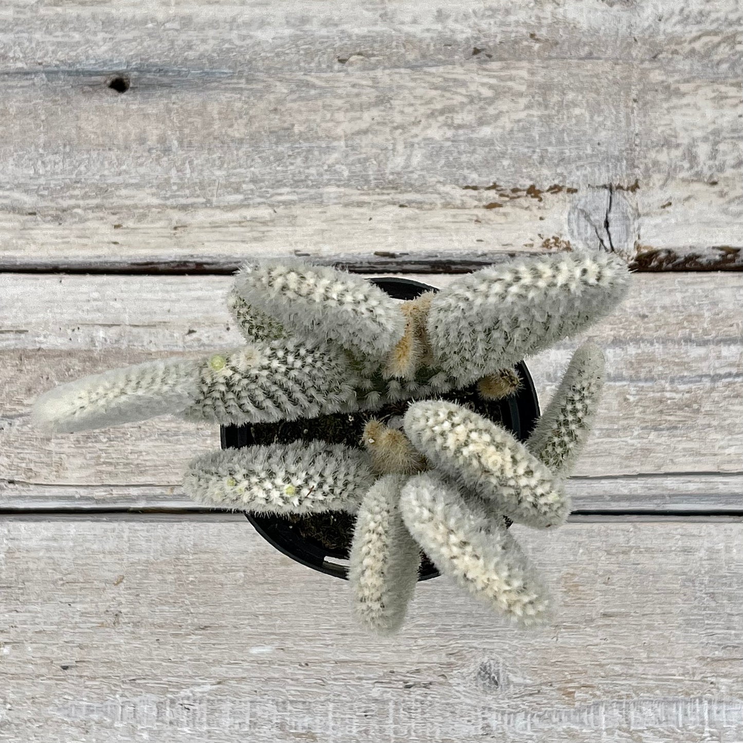 Cacti Opuntia microdasys albata 'Angel Wings'