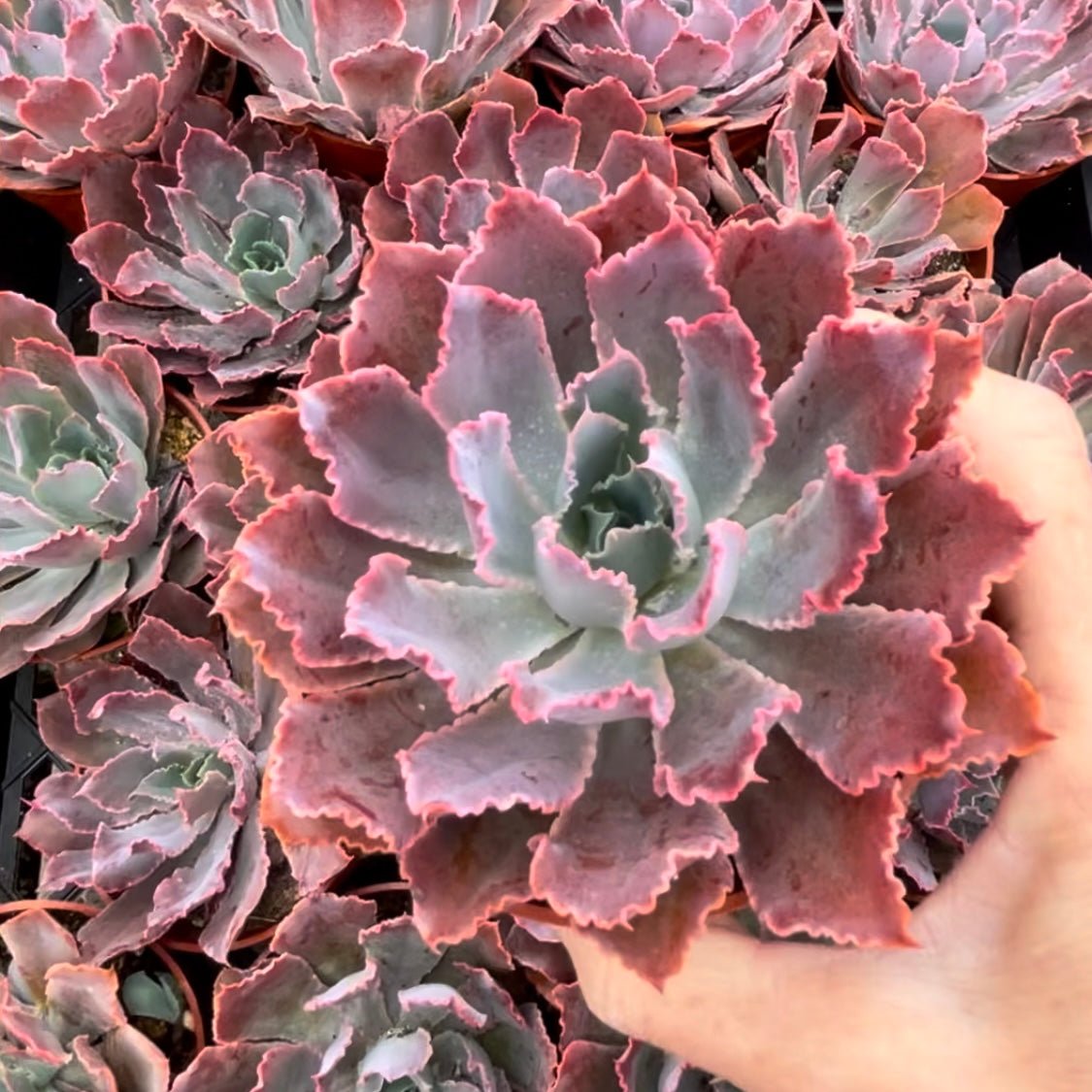 Echeveria ‘Neon Breakers’ 4” - Succulent Artworks