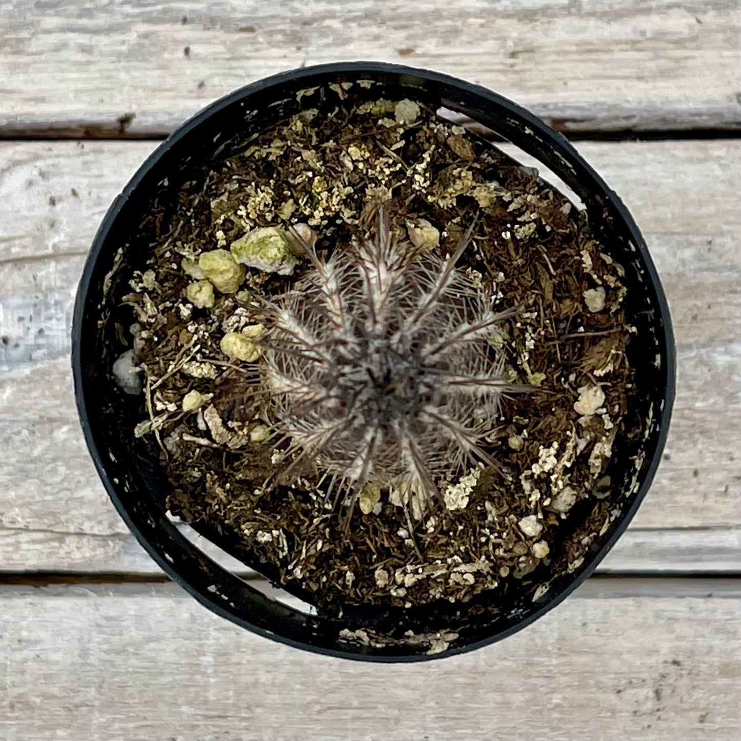 Cacti Setiechinopsis Mirabilis