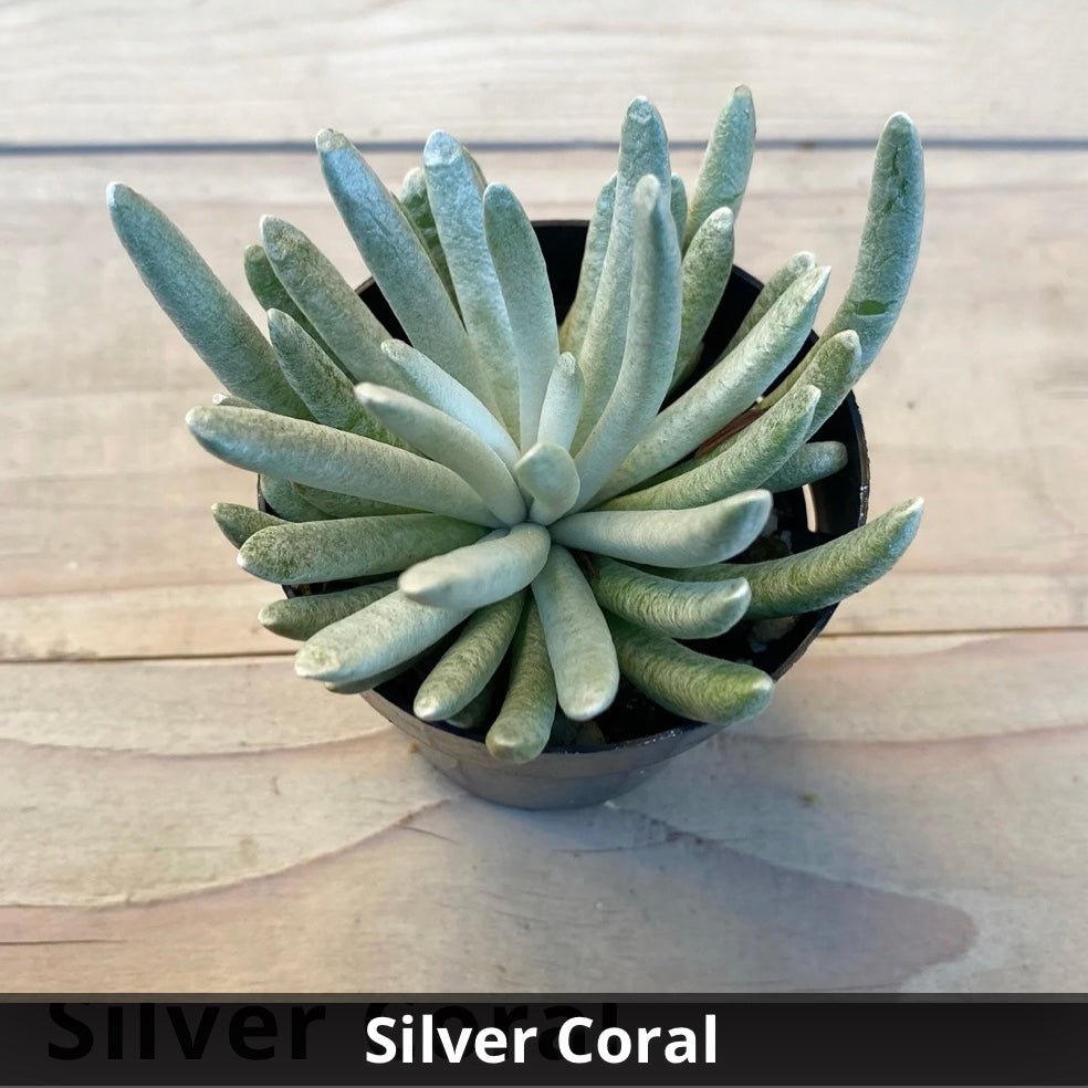 silver succulents Senecio scaposus 'Silver Coral' 4”