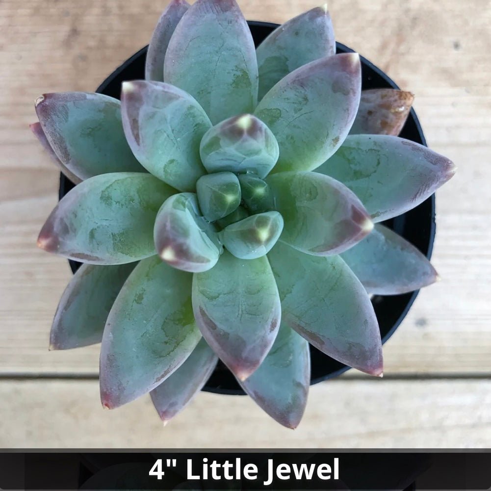 Pachyveria glauca ‘Little Jewel’ 4” - Succulent Artworks
