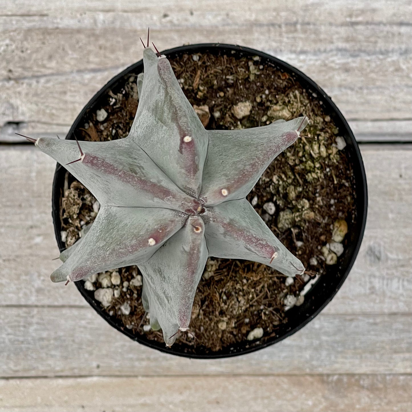 Cacti Stenocereus pruinosus