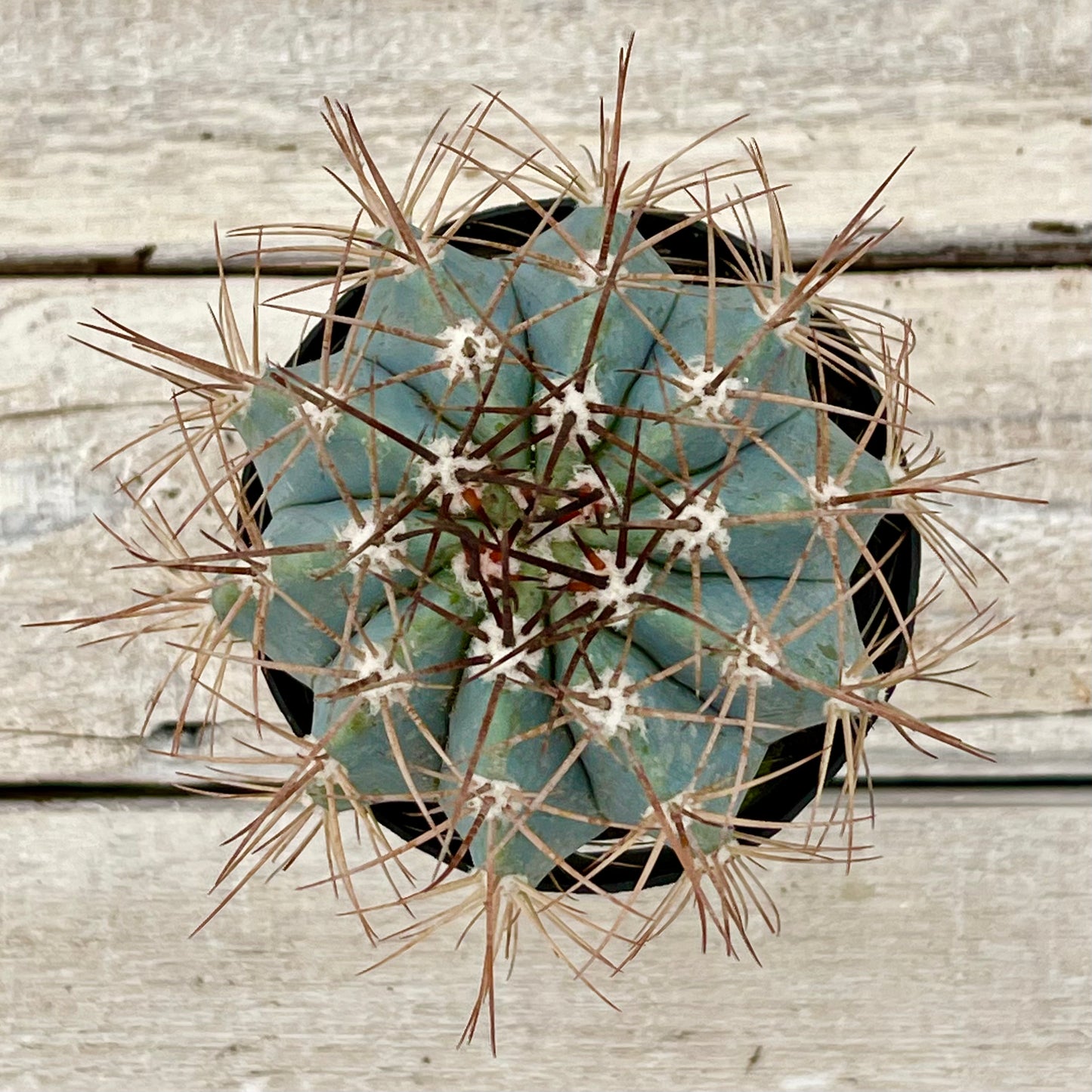 Cacti Melocacuts azureaus