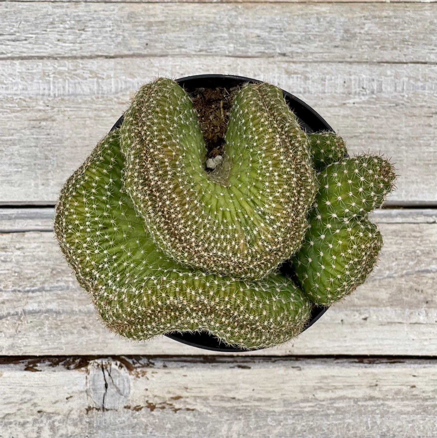 Cacti Echinopsis Hybrid 'Flambeau' Crest