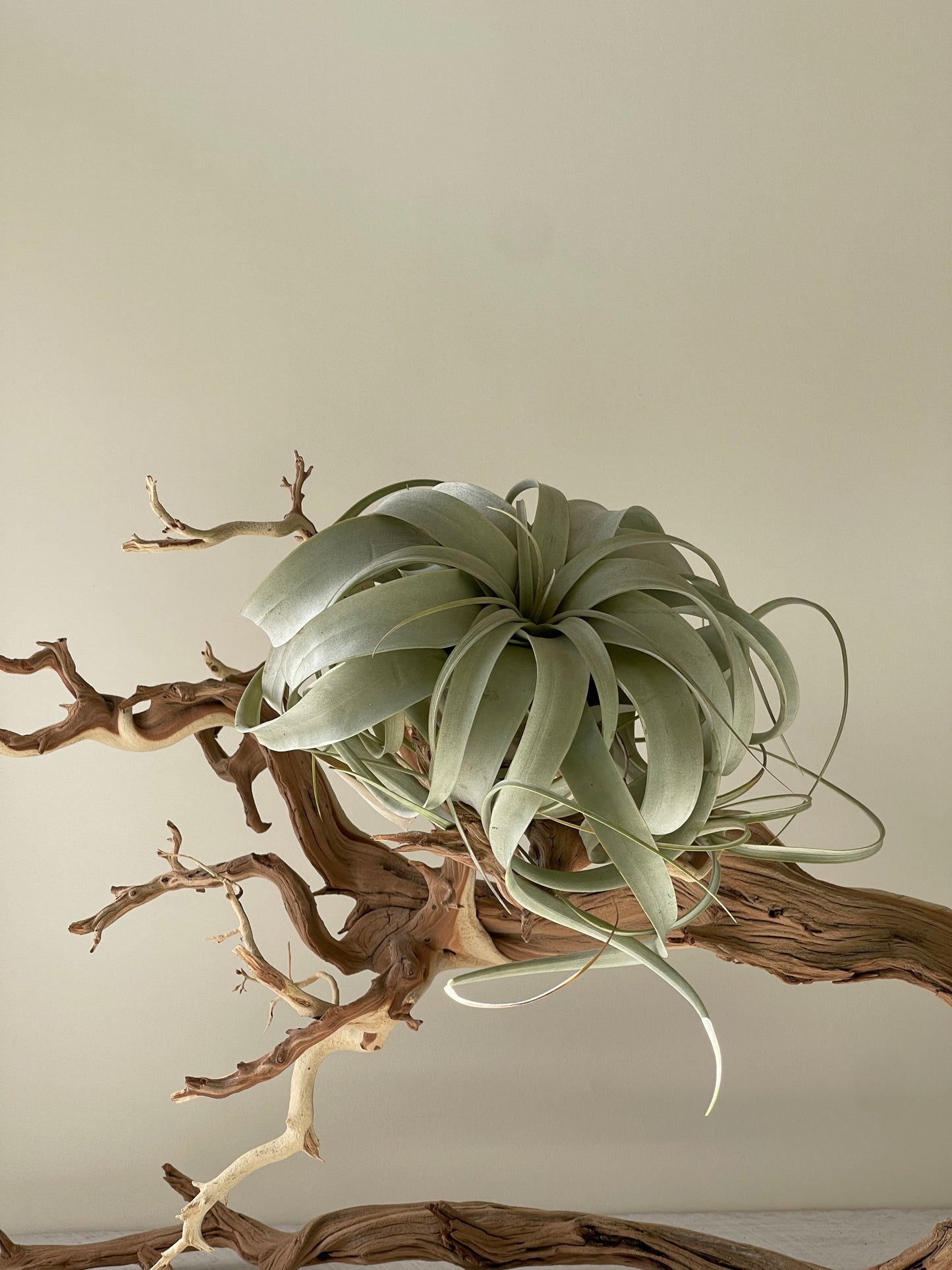 Tillandsia xerographica Air Plant