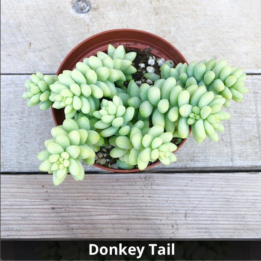 Sedum Morganianum ‘Donkey Tail’ 4” - Succulent Artworks