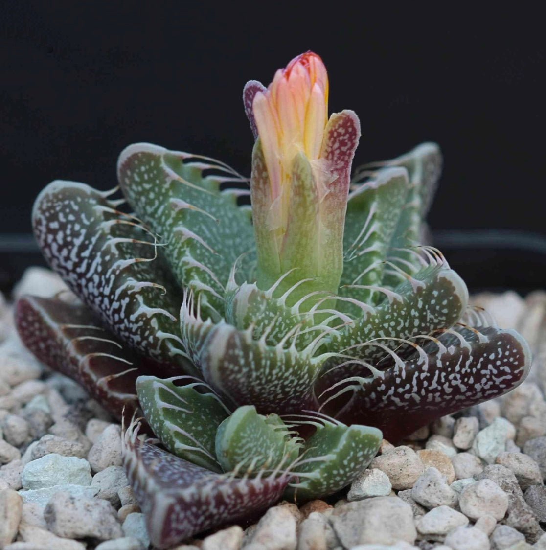 faucaria succulent Faucaria Felina 'Tiger Jaw' 2.5”