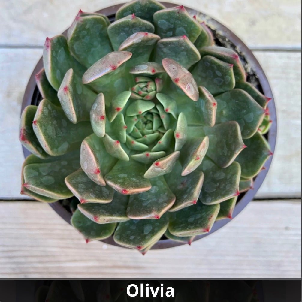 graptoveria olivia succulent Graptoveria 'Olivia' 4”