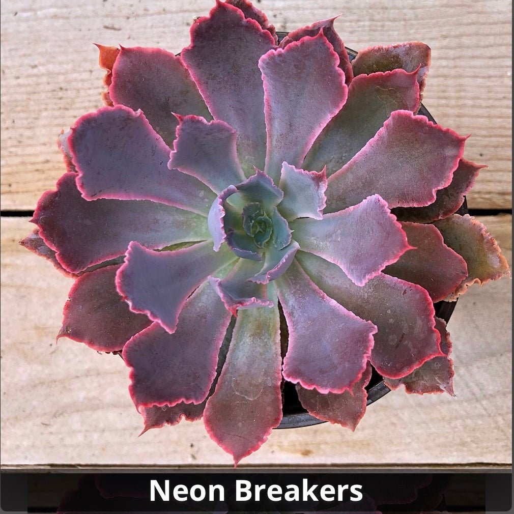Echeveria ‘Neon Breakers’ 4” - Succulent Artworks