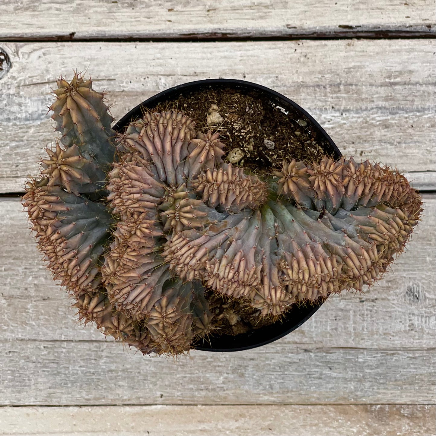 Cacti Myrtilliocactus Crest 'Indigo wave'