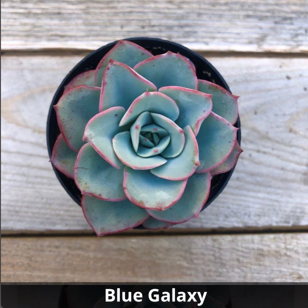 galaxy blue succulent Echeveria 'Galaxy Blue' 4 Inch