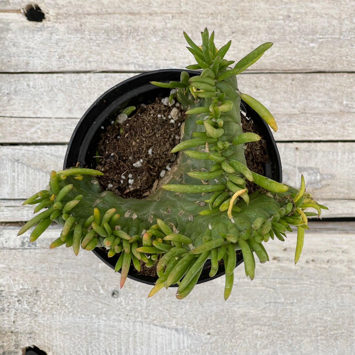 Cacti Opuntia subulata cristata 'Eve's Needle Crest'