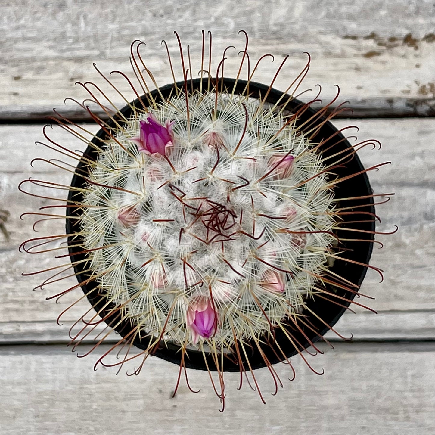 Cacti Mammillaria bombycina 'Silken Pincushion'