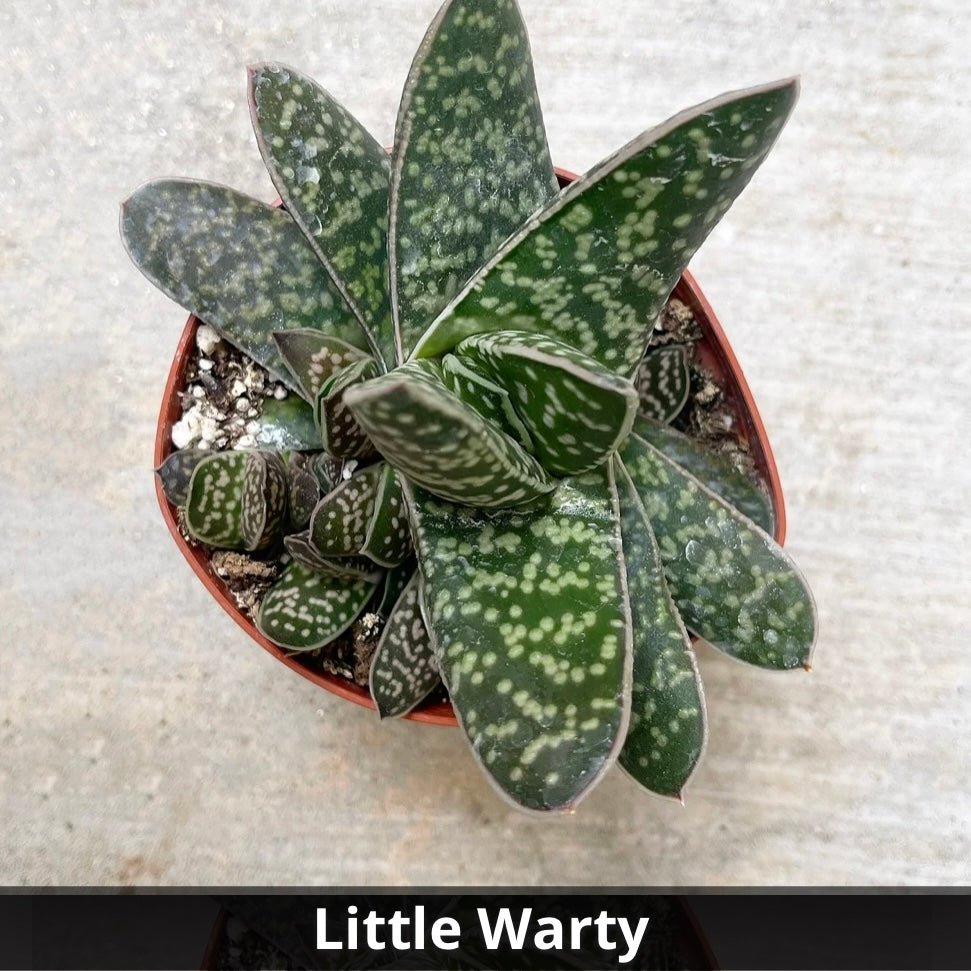 Gasteria little warty 4” - Succulent Artworks