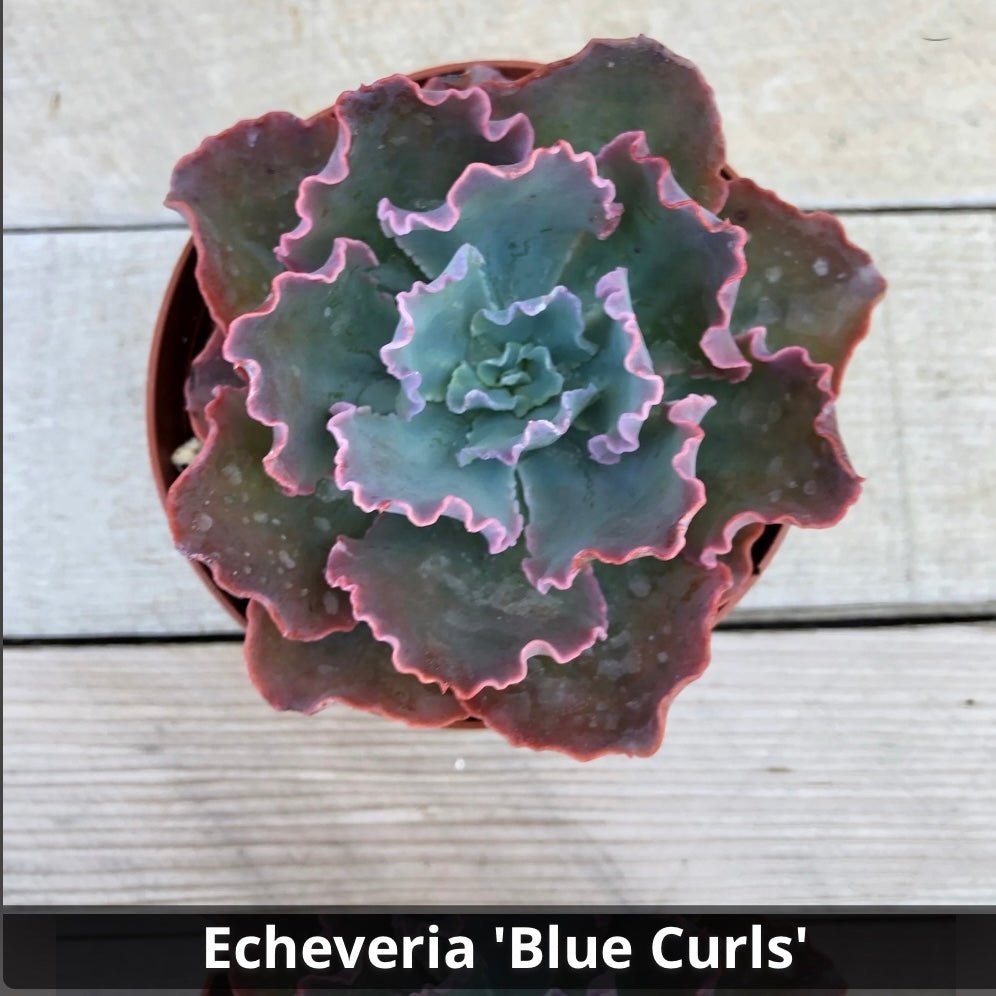 Echeveria’Blue Curls’ 4” - Succulent Artworks