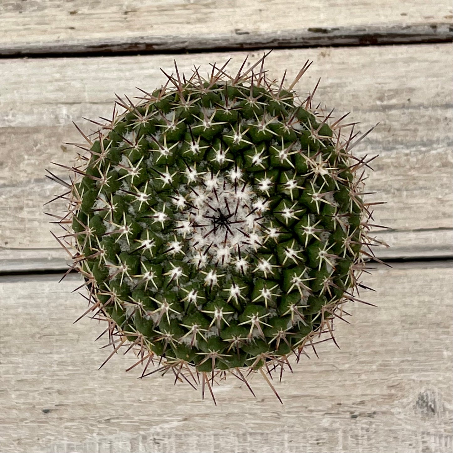 Cacti Mammillaria mystax