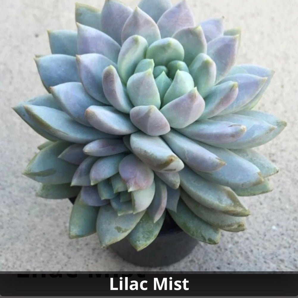 lilac mist succulent Sedeveria 'Lilac Mist' 4”