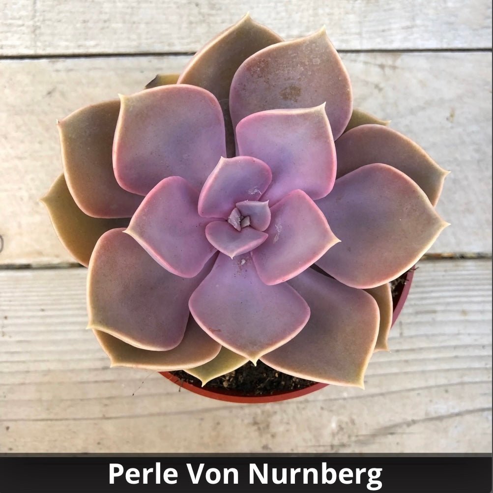 perle von nurnberg echeveria succulent Echeveria 'Perle von Nurnberg' 4 Inch