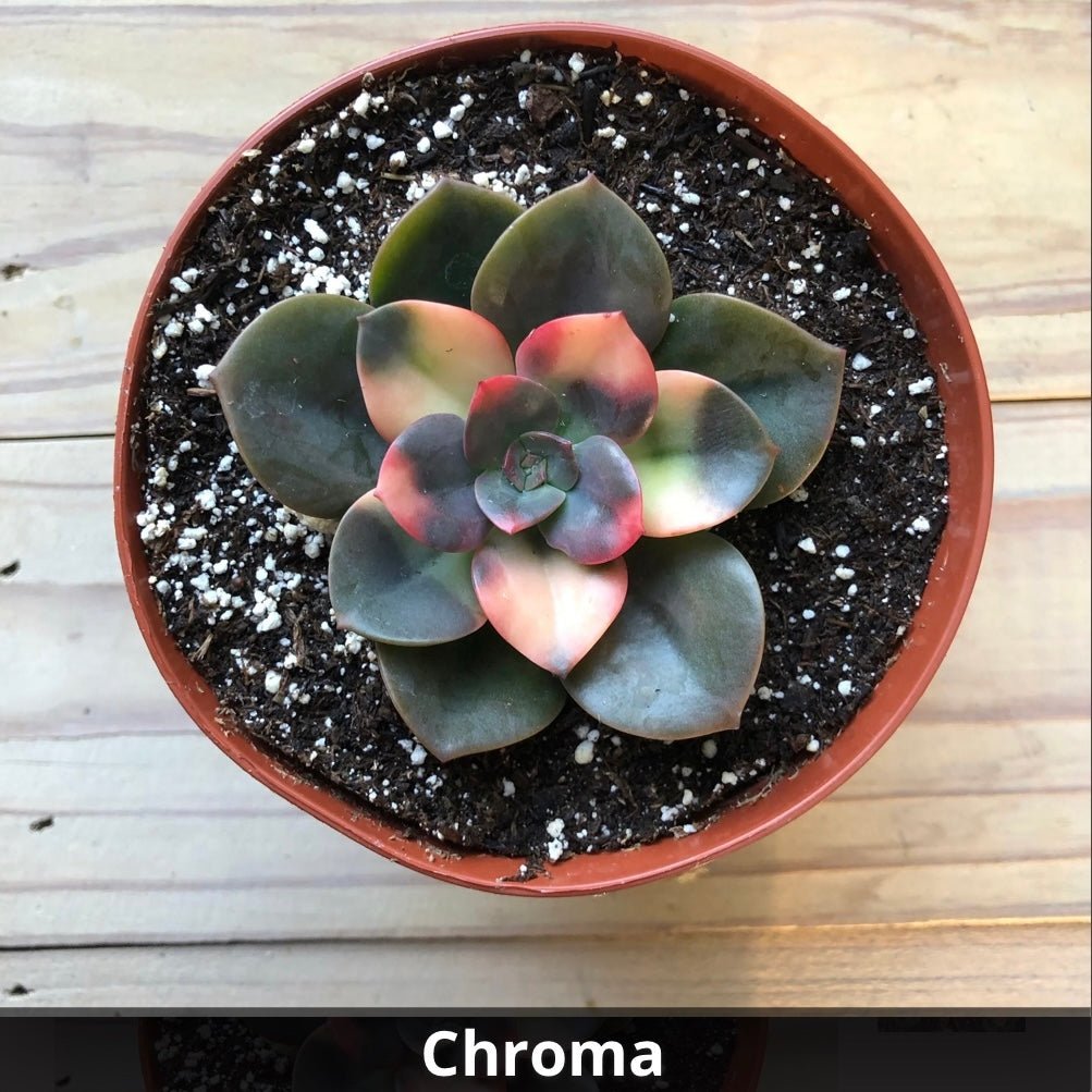 echeveria chroma succulent Echeveria 'Chroma' 4 Inch