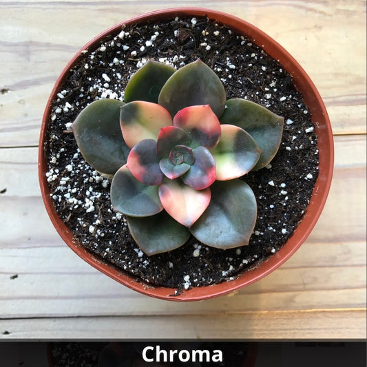 Echeveria ‘Chroma’ 4”