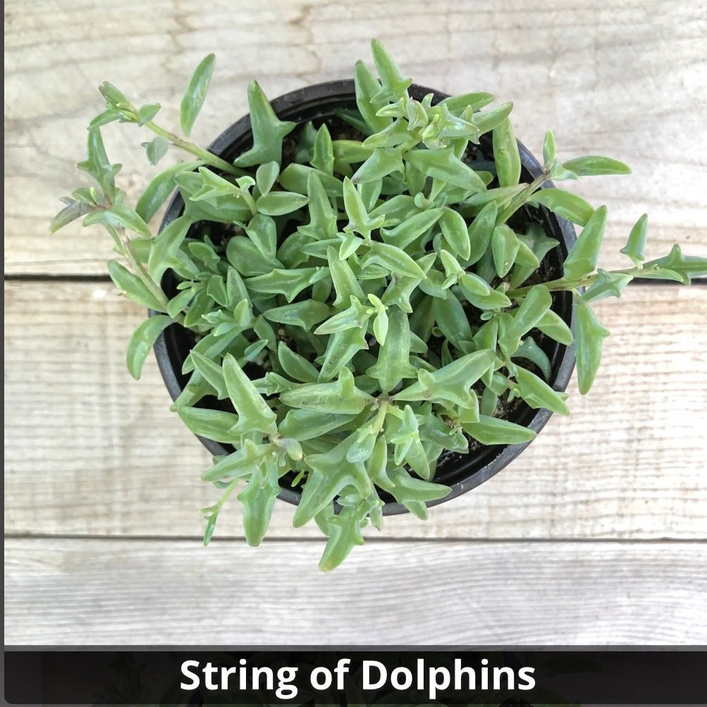 Senecio peregrinus ‘String of Dolphins’ 4” - Succulent Artworks