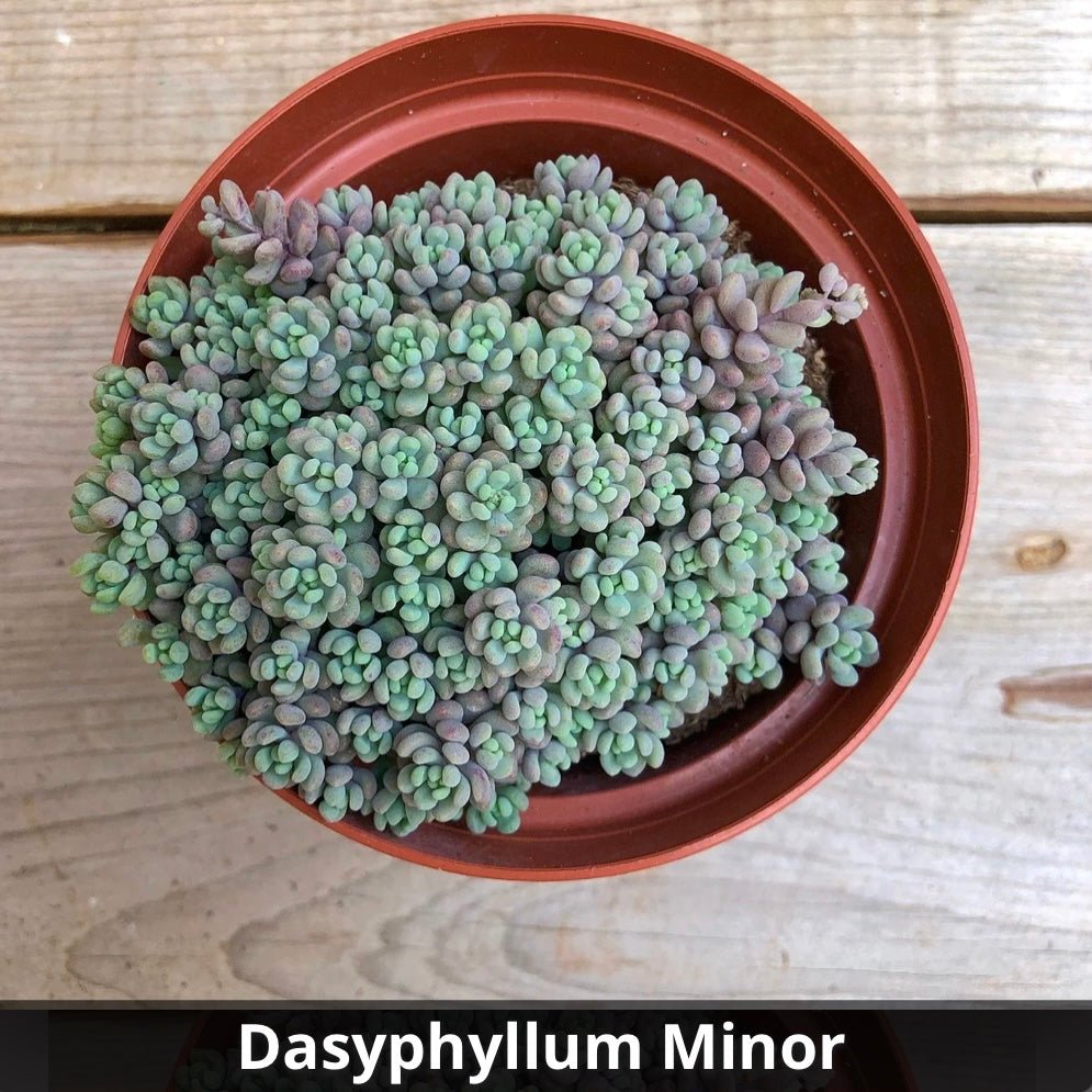 sedum minor succulent Sedum dasyphyllum 'Corsican Stonecrop' 4 Inch