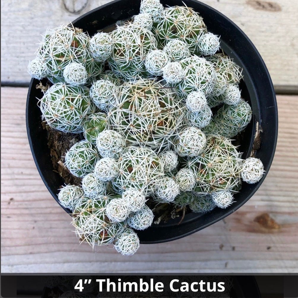 Mammillaria gracilis fragilis Thimble Cactus 4