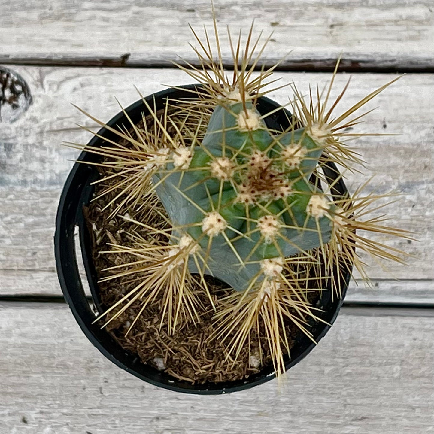 Cacti Pilosocereus azureus 'Blue Candle Cactus'
