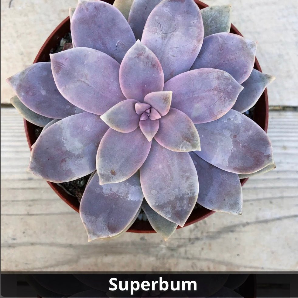 Graptopetalum ‘Superbum’ 4” - Succulent Artworks