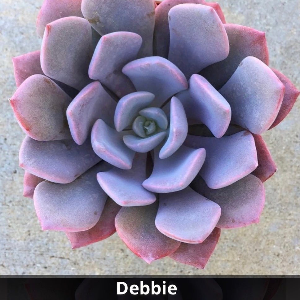 Graptoveria ‘Debbie’ 4” - Succulent Artworks