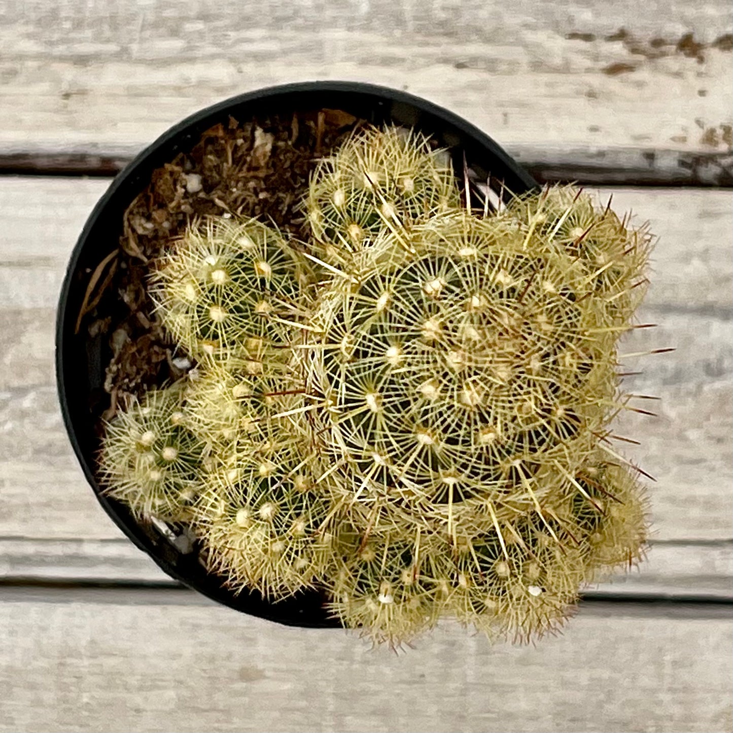 Cacti Notocactus leninghausii 'Golden Ball Cactus'