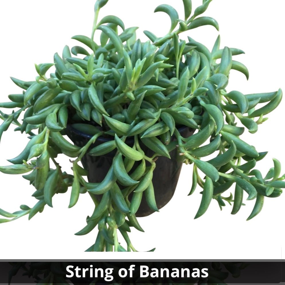Senecio radicans - String of Bananas 4” - Succulent Artworks