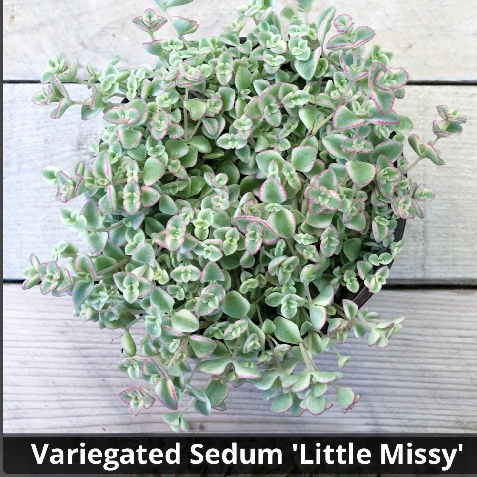 little missy succulent Crassula 'Little Missy'