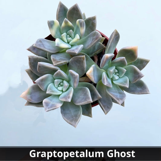 Graptopedulum Ghost 4”