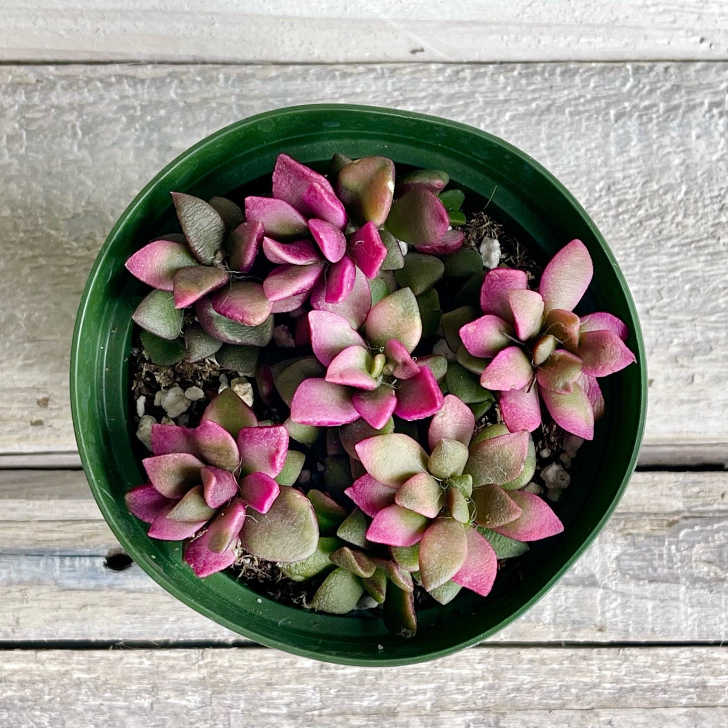 Anacampseros sunrise 4" - Succulent Artworks