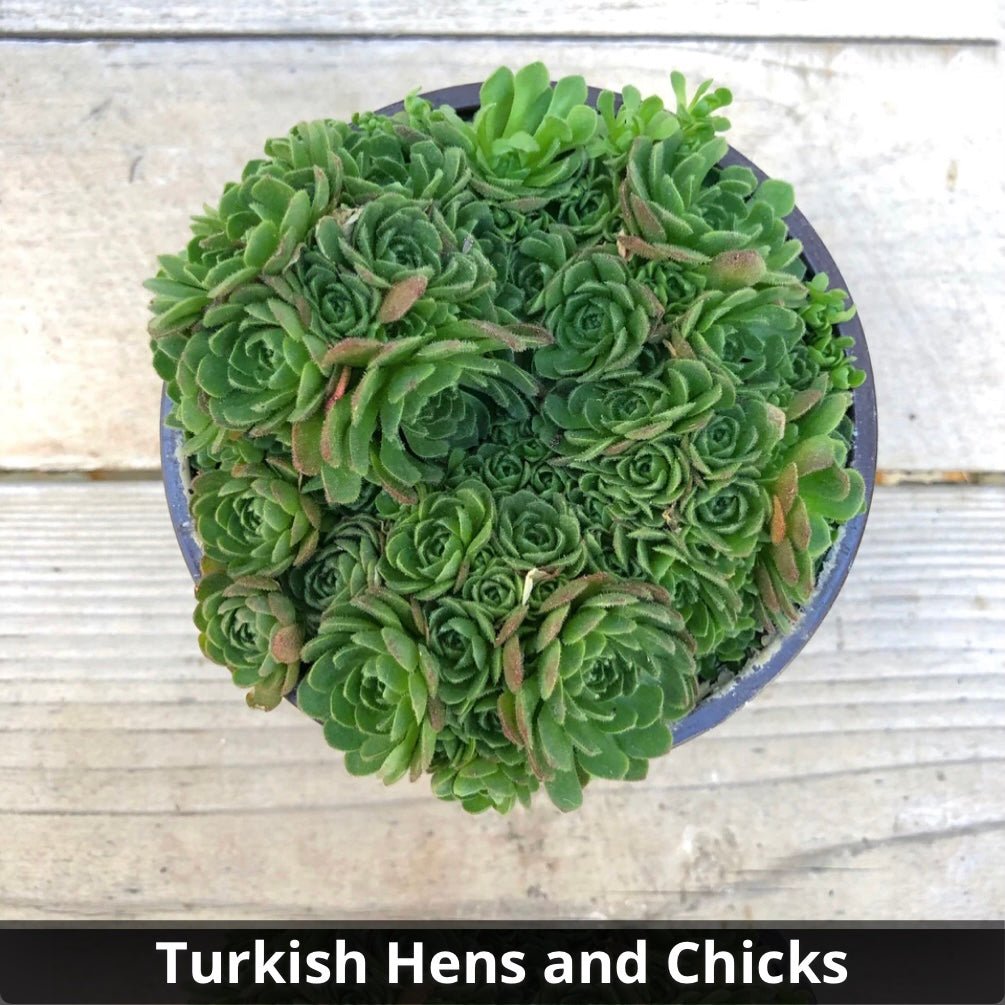 Rosularia crysantha 'Turkish Hens and Chicks' 4” - Succulent Artworks