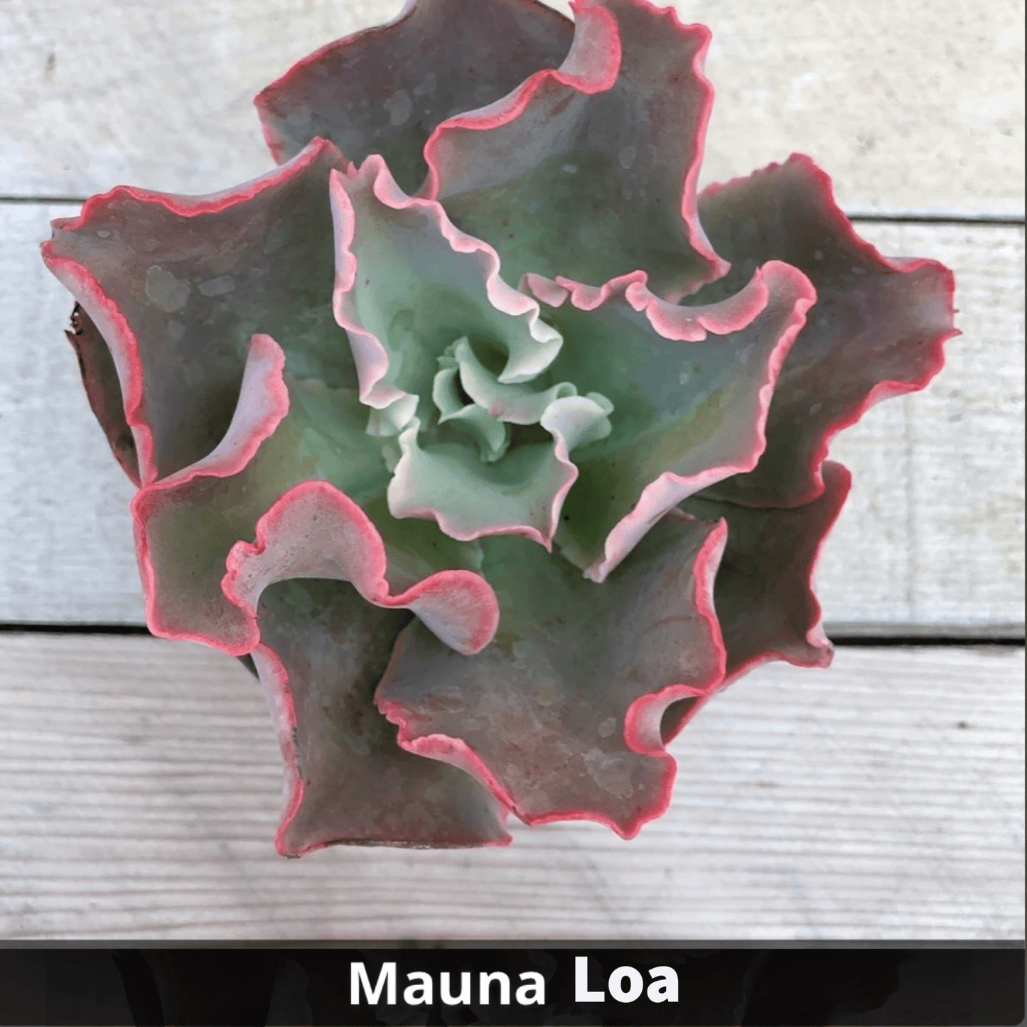 Echeveria Mauna Loa 4” - Succulent Artworks