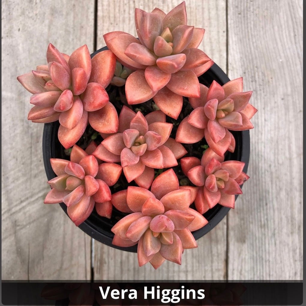 vera higgins succulent Graptosedum 'Vera Higgins' 4”