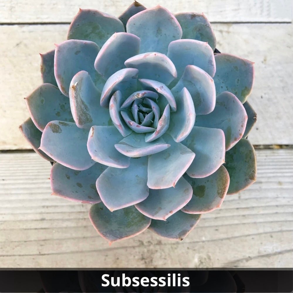echeveria subsessilis succulent Echeveria Subsessilis 4”