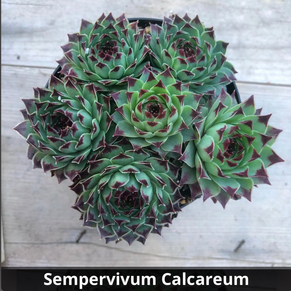 Sempervivum calcareum 4” - Succulent Artworks